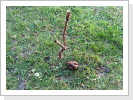 Das war aber ein dicker Hund ;o)) Das war aber ein dicker Hund ;o))